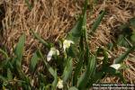 Photo: Galanthus elwesii 3.