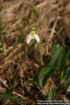 Photo: Galanthus elwesii 4.