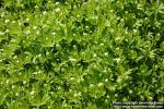 Photo: Galium odoratum 8.