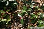 Photo: Gaultheria procumbens 5.