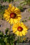 Photo: Gaillardia aristata 5.