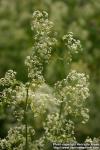 Photo: Galium album 6.