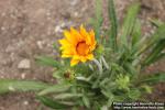 Photo: Gazania rigens 1.