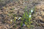 Photo: Galanthus elwesii 6.