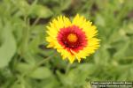 Photo: Gaillardia aristata 07.