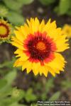 Photo: Gaillardia aristata 10.