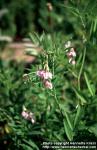 Photo: Galega officinalis 2.