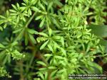 Photo: Galium aparine 7.