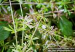 Photo: Galium aparine.