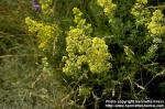 Photo: Galium verum.