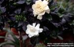 Photo: Gardenia jasminoides.