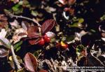 Photo: Gaultheria procumbens 1.