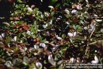 Photo: Gaultheria procumbens.