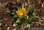 Photo: Gazania.