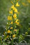 Photo: Genista tinctoria 7.