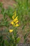 Photo: Genista tinctoria 9.