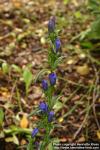 Photo: Gentiana pneumonanthe 1.