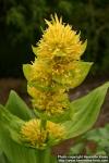 Photo: Gentiana lutea 7.