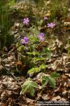 Photo: Geranium sylvaticum 3.