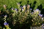 Photo: Gentiana paradoxa.