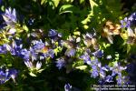 Photo: Gentiana paradoxa 1.