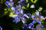 Photo: Gentiana paradoxa 2.