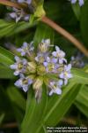 Photo: Gentiana cruciata 3.