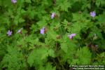 Photo: Geranium robertianum 5.