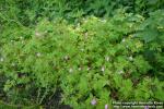 Photo: Geranium robertianum 6.