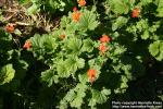 Photo: Geum coccineum.