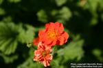 Photo: Geum coccineum 2.