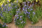 Photo: Gentiana pneumonanthe 2.