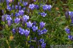 Photo: Gentiana pneumonanthe 4.