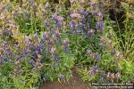 Photo: Gentiana pneumonanthe 10.