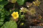 Photo: Geum montanum 3.