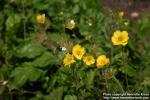 Photo: Geum montanum 4.