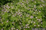 Photo: Geranium maculatum 0.