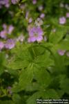 Photo: Geranium maculatum 2.