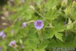 Photo: Geranium bohemicum 1.