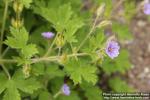 Photo: Geranium bohemicum 2.