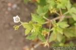 Photo: Geranium thunbergii 2.