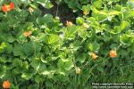 Photo: Geum coccineum 4.