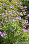 Photo: Geranium pratense 09.