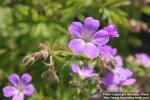 Photo: Geranium pratense 10.