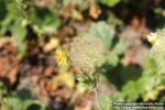 Photo: Geum montanum 09.