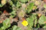 Photo: Geum montanum 10.