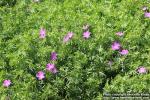 Photo: Geranium sanguineum 2.