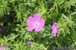 Photo: Geranium sanguineum 3.