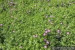 Photo: Geranium sanguineum 6.