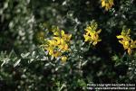 Photo: Genista tinctoria 2.